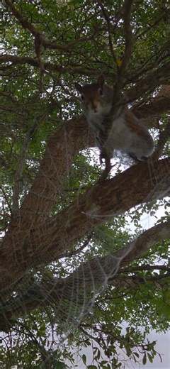 Squirrel & the spider web