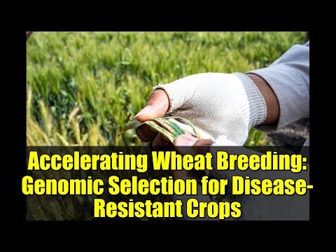 Accelerating Wheat Breeding: Genomic Selection for Disease-Resistant Crops