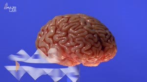 Have You Ever Tracked a Thought as it Moved Through The Brain?