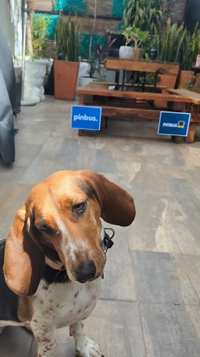 Opinión de Doña Patricia sobre el nuevo logo