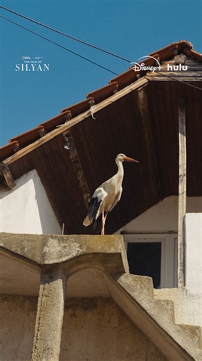 Every journey begins with one small step. In #TheTaleofSilyan, a wounded stork learning to fly again mirrors a farmer learning to move forward in a season of uncertainty. Now streaming on Disney and Hulu. | National Geographic Documentary Films