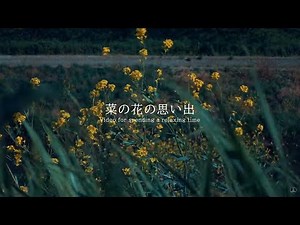 菜の花の思い出 風の音 wind sound | ASMR | 睡眠