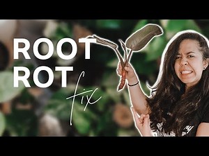 Watch this if your plant lost all the roots — ROOT ROT FIX