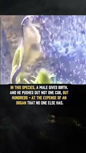 Pregnant Male Seahorse Gives Birth
