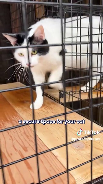 Catio Designs for Happy Cats in Summer