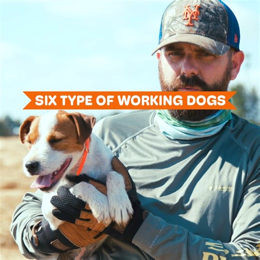 61K views · 1.4K reactions | Six Types of Working Dogs | Dogumentary TV | Facebook