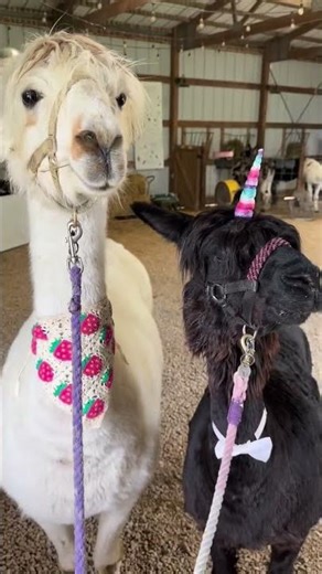 Alpaca Road Trip! 🚗 Taking Our Fluffy Friends to Town