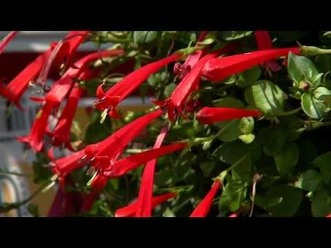 Firecracker vine pops with color, attracts hummingbirds