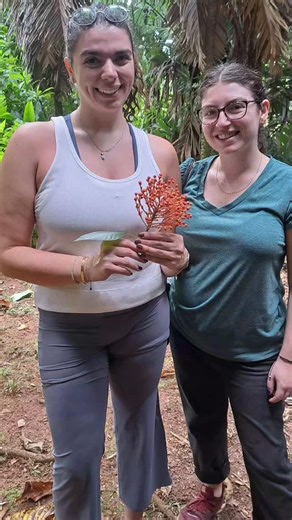 Join the Ngabe ladies and Rainforest Chemistry in the San Cristobal community, and the Medicinal Plants & Natural Dyes path an unforgettable experience! Next activity; Friday December 26th! Make your reservation now! -------- Embark on an enchanting journey through Bocas del Toro's rainforest with "The Medicinal Plants and Natural Dyes of the Rainforest" by Rainforest Chemistry. Guided by San Cristobal Island’s Ngabe indigenous women, witness rainforest treasures used for medicine, food, and dye