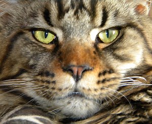 les maine coons des roches | chatterie maine-coon | Rue des Roches 5 5563 Houyet, Belgique