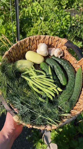 Homegrown Pickling Party: Harvesting, Planting, and Pickling Organic Cucumbers