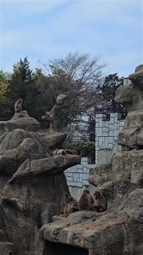 Baby punch update today#babypunch #punch #fyppppppppppppppppppppppp #trending #monkeypunch