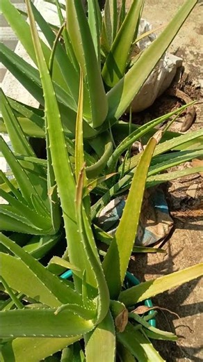 aloe vera#nature #natureworldphotography #aloevera #courtyard