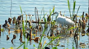 Snowy egret and pied-billed grebe hunting eating in Florida marsh wetlands 4k