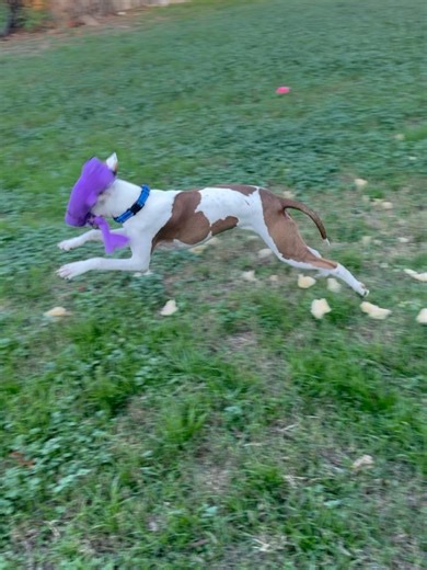 Love And Puppy Paws Dog Rescue on Reels | Facebook