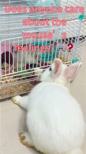 The Most Unexpected Trio You'll See Today! 🐰🐭🐶#PetLife #BunnyLove #FunnyPets #UnexpectedFriendship