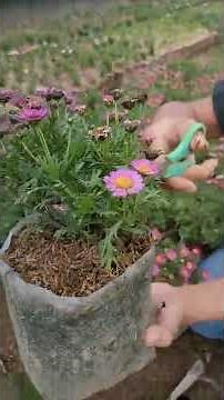Daisy Flower Care Tips