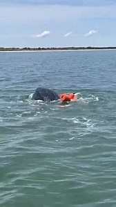 53K views · 798 reactions | A 900-pound female leatherback sea turtle...