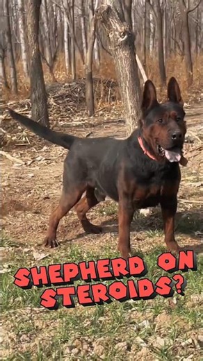 Service Dog or Fighter? The Powerful Chinese Red!