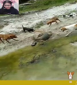 1.5M views · 8K reactions | Giant lizards fight alone with herds of aggressive dogs  | Dr. Yogendra Singh Jadoun | Facebook
