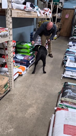 Those who train with me know I push you (a lot!) BUT at a week & 1/2 into training in pushed this team to search a PET FOOD Warehouse!!! Reinforcing that food should never come from anywhere else but the handler's hand - on source - if you truly want the strongest food reward work dog! Nice Job today boys! | Matrix K9