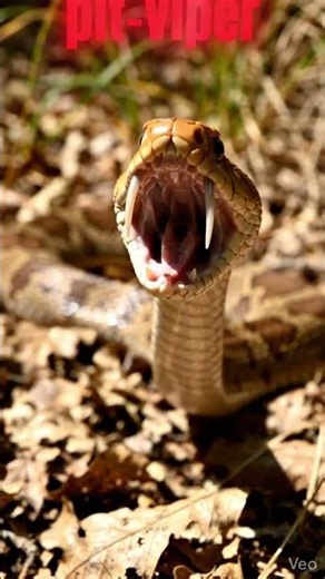 Copperhead Snake Facts | Venomous Yet Shy | Dry Bites Explained"#CopperheadSnake