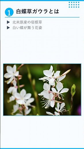 猛暑の花壇を救う白蝶草ガウラ ガウラ #白蝶草 #夏の花 #夏花壇 #猛暑対策 #花壇作り #ガーデニング初心者 #植物育て方 #暑さに強い花 #庭づくり #夏の庭 #初心者向け #ランドスケープ