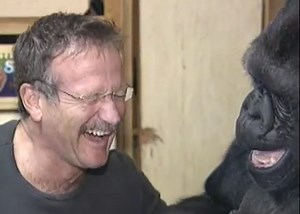 Watch Robin Williams Laugh It Up with Talking Gorilla Koko