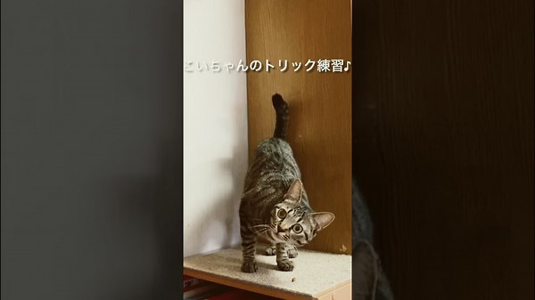 クリッカートレーニングでできる猫のトリック練習🐾