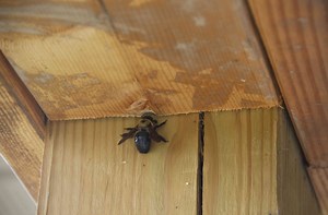 How To Get Rid Of Carpenter Bees Around Your Home