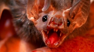 How vampire bat friendship is surprisingly like our own