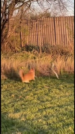 Unbelievable! Cat Leaps In to Save Child from Venomous Snake