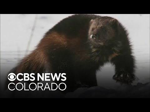 Colorado Parks and Wildlife unveils Wolverine Restoration Plan; Hopes to bring 100 animals to state
