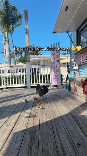 26K views · 867 reactions | The cutest Key West locals  #keywest #floridaykeys #keywestflorida #islandlife #keywestlife #thefloridakeys #keywestlocals | Experience Key West | Facebook