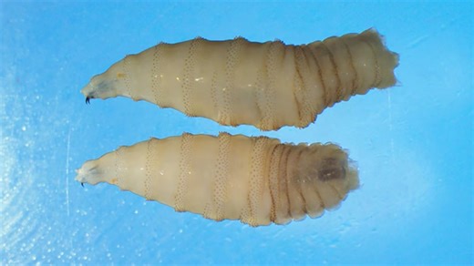 Mexico battles screwworm near Texas—why it matters