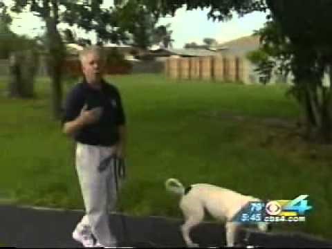How to get your dog to "COME" every time with Richard Heinz, Miami's own Master dog trainer