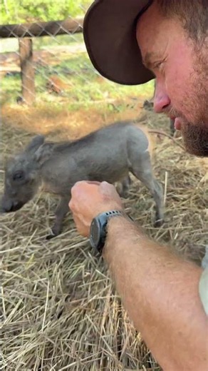 Did you ever consider just how important the snout of a warthog is - they snuffle and dig! 🐗🙌🏻