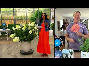 Phillip Watson Designs 1-Piece Proven Winner's Limelight Prime Hydrangea Plant on QVC