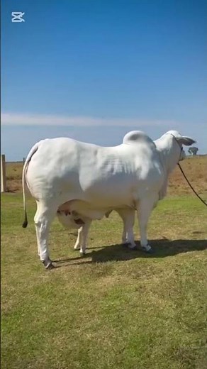 top quality goat for sale