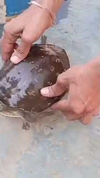 #turtle come at home#