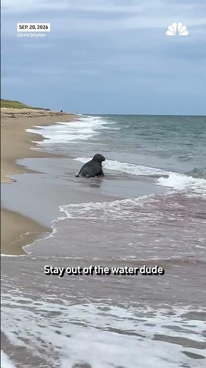 Shark attacks seal off Nantucket shoreline