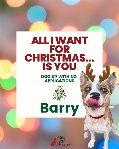 All he wants for Christmas is YOU!🎄 Barry, aka Mr Barry, aka Sir Barry, aka Bazza has been in our rescue for 559 days, and we think its about time he finds his home sweet home! With the help of some of our amazing volunteers, Barry has come so far and is an overlooked gem who is so ready to start his forever life with you. Barry is a happy, goofy, incredibly smart boy. He loves zooming around the yard with his friends before snuggling up on the couch with you for a movie night. ❤ Learn more abo