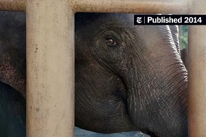 In Land That Values Ivory, Wild Elephants Find a Safe Haven