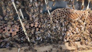 Respite Bee Farm transforms bee rescue into leasing service for homeowners AG tax relief