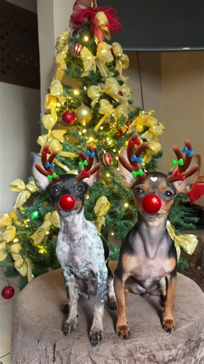 Mini Pinschers Available for Adoption This Holiday