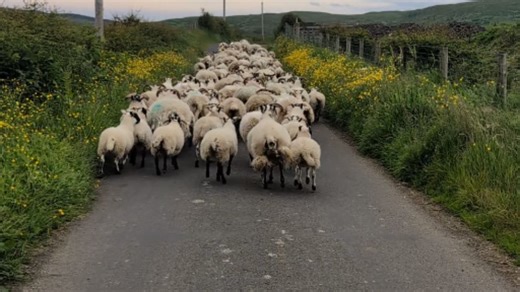Clever collie leaps to the rescue when a herd of sheep gets lost
