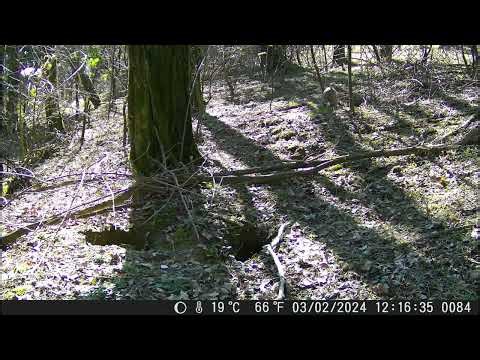 Accouplement de lapins de garenne