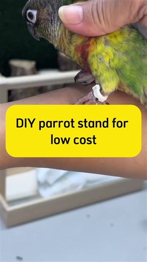 DIY Parrot Holder for Feather Trimming