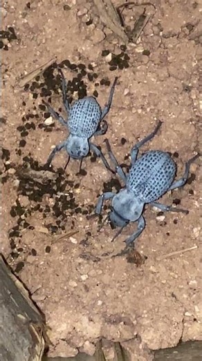 2 Blue Death Feigning Beetles & a rough death feigning beetle #beetles #desert