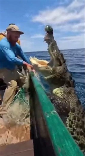 Giant Crocodile Jumps Into Fishermen’s Boat — Pure
